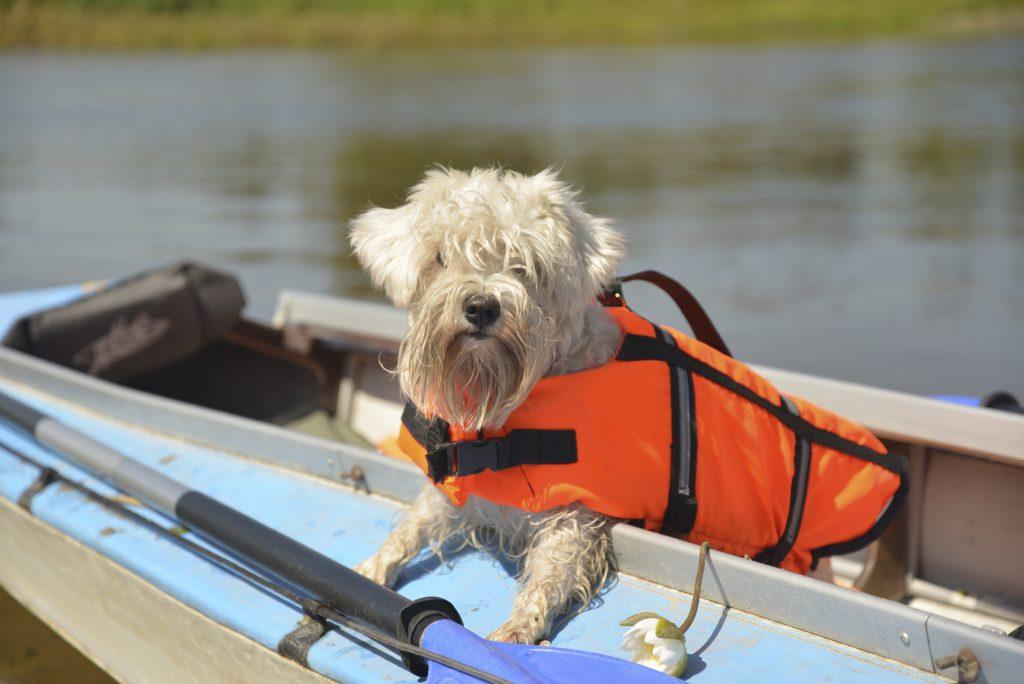 рятувальний жилет для собаки