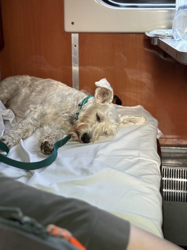 подорож з собакою поїздом