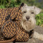 навички собаки