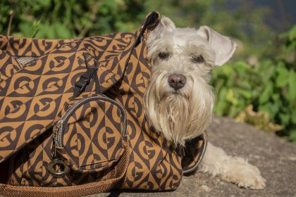 навички собаки