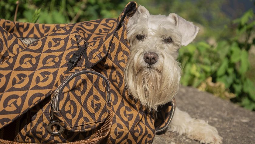 навички собаки