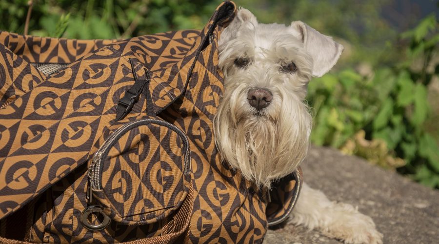 навички собаки