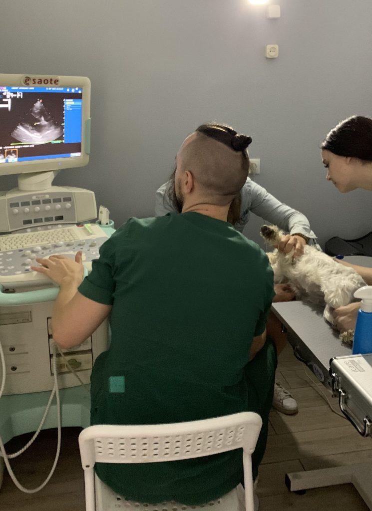 Огляд собаки в ветеринарній клініці