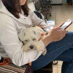 собака боїться ветеринара