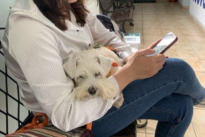 собака боїться ветеринара