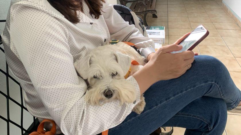 собака боїться ветеринара