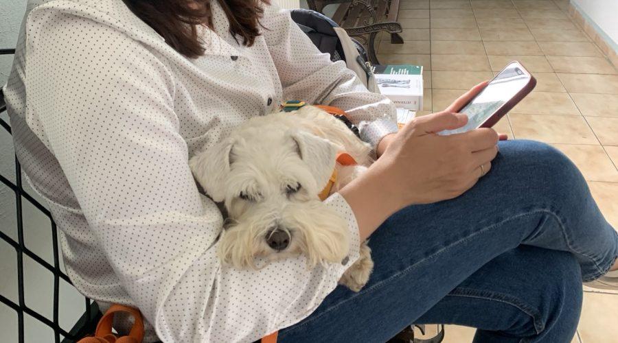 собака боїться ветеринара