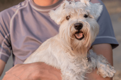 Собака породи білий цвергшнауцер на руках