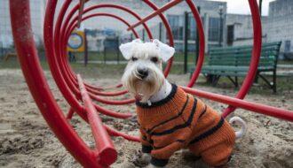 Команди для собак