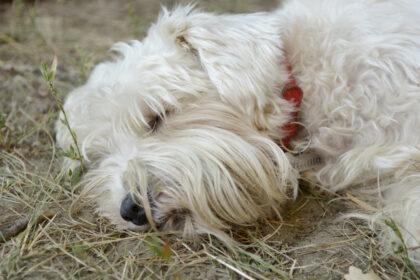 Білий цвергшнауцер спить на сухій траві