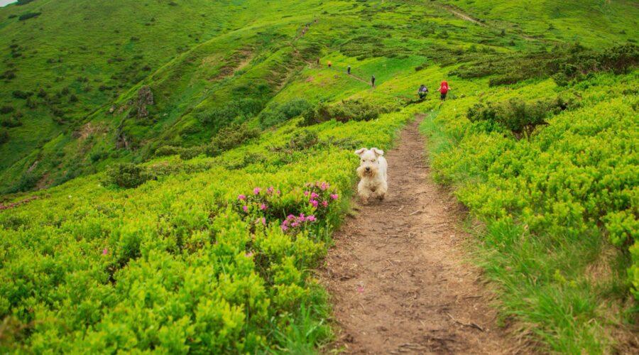 Білий цвергшнауцер біжить по стежці в горах