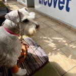 профілактичний огляд собаки