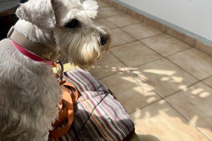 профілактичний огляд собаки