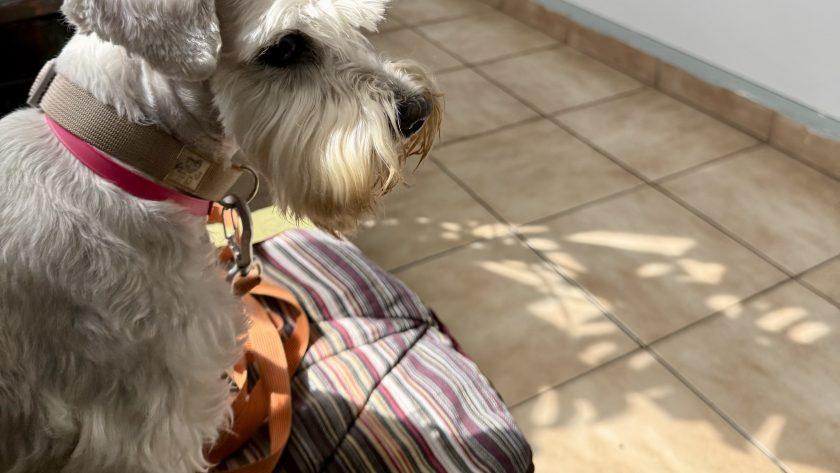 профілактичний огляд собаки