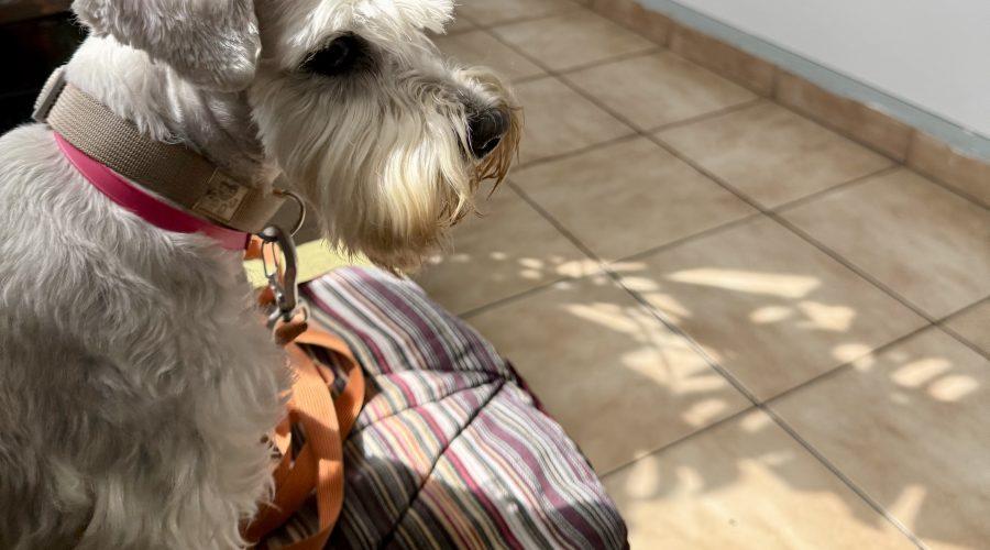 профілактичний огляд собаки