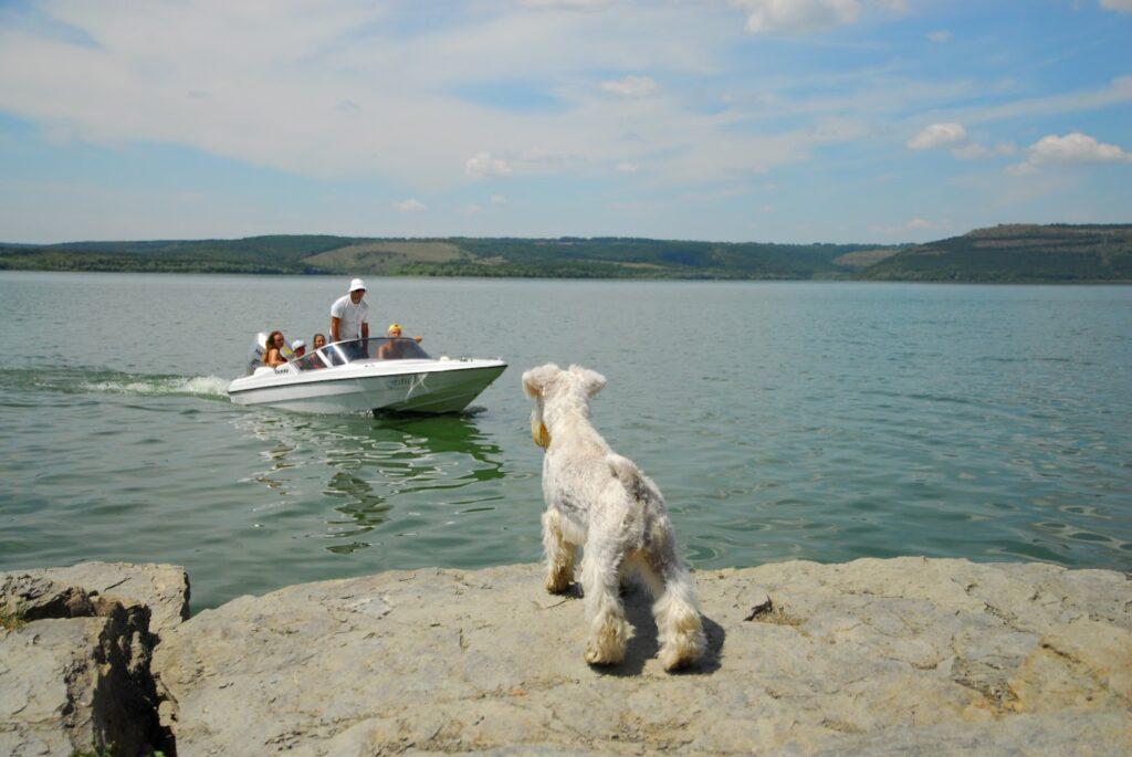 подорожі з собакою на воді