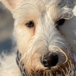 Слізні доріжки у собак