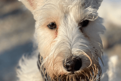 Слізні доріжки у собак