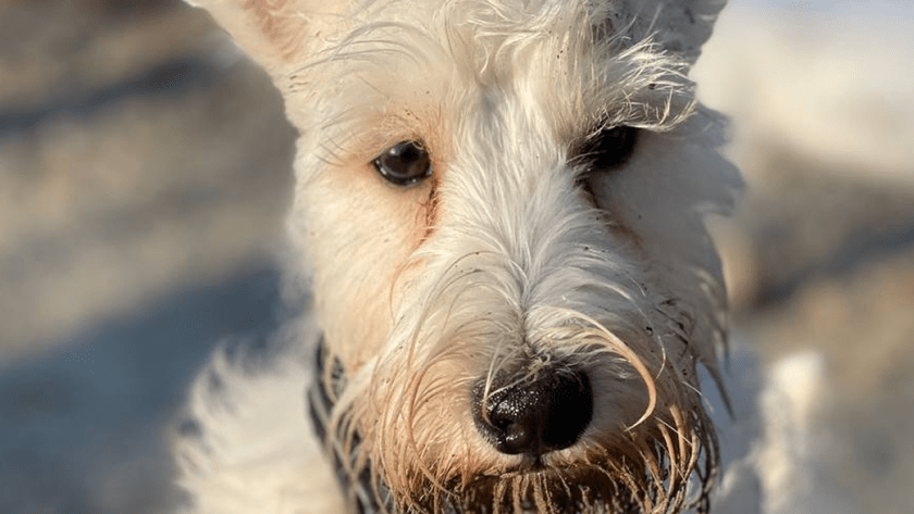 Слізні доріжки у собак