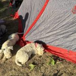 Як привчити собаку до намету