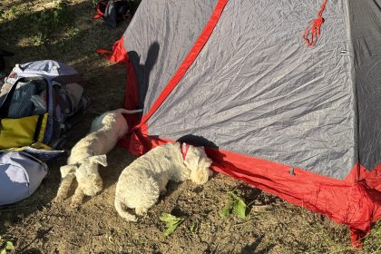 Як привчити собаку до намету