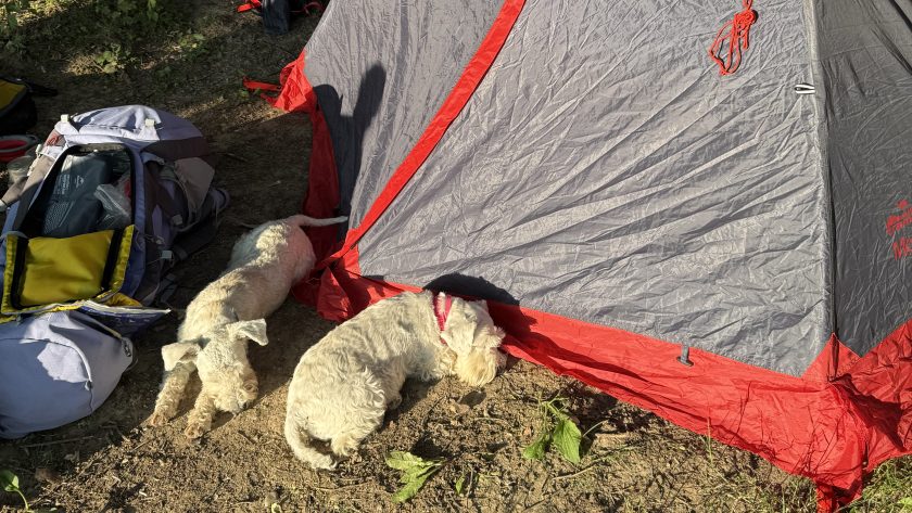 Як привчити собаку до намету