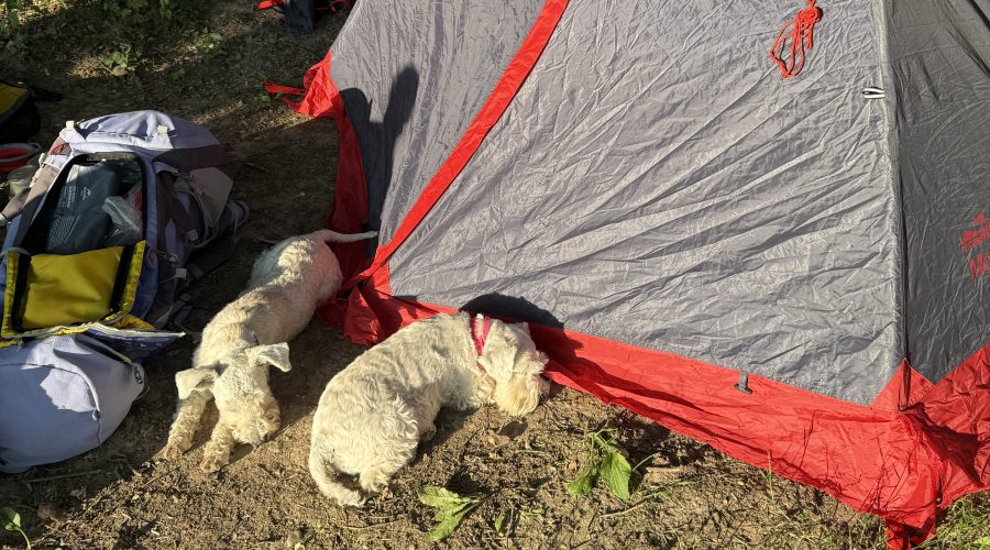 Як привчити собаку до намету