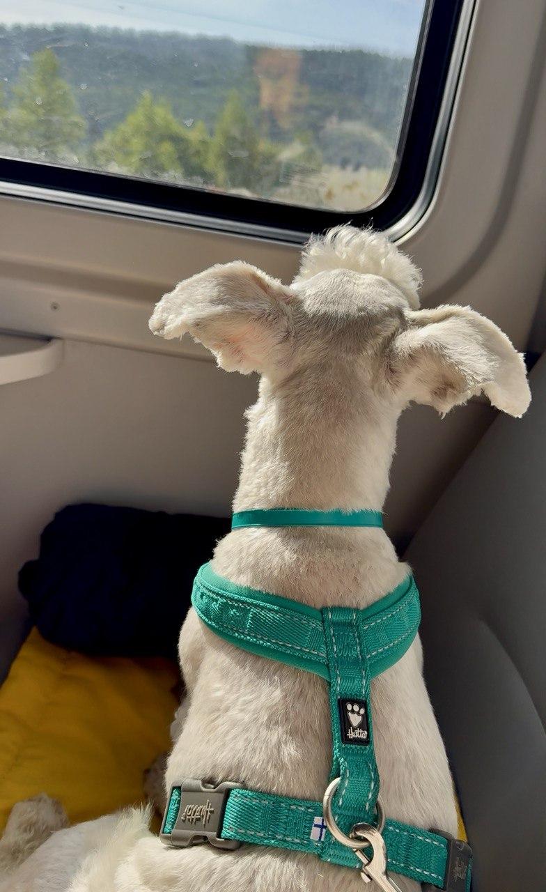 Анатомічна шлейка для собак Hurtta Casual Y-harness