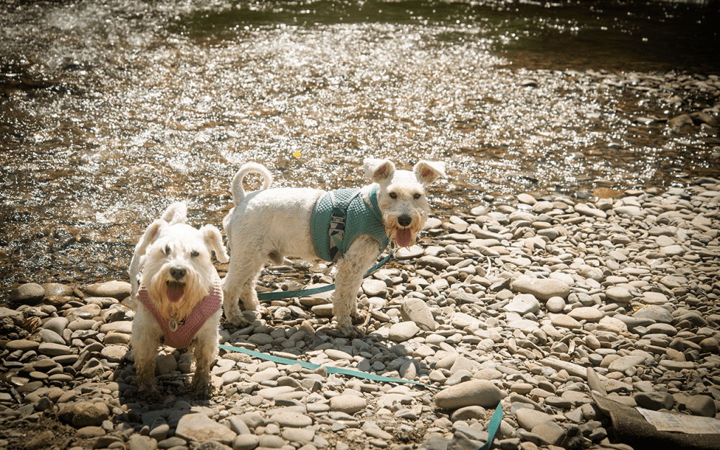 Охолоджувальний жилет для цвергшнауцера Hurtta Cooling Wrap