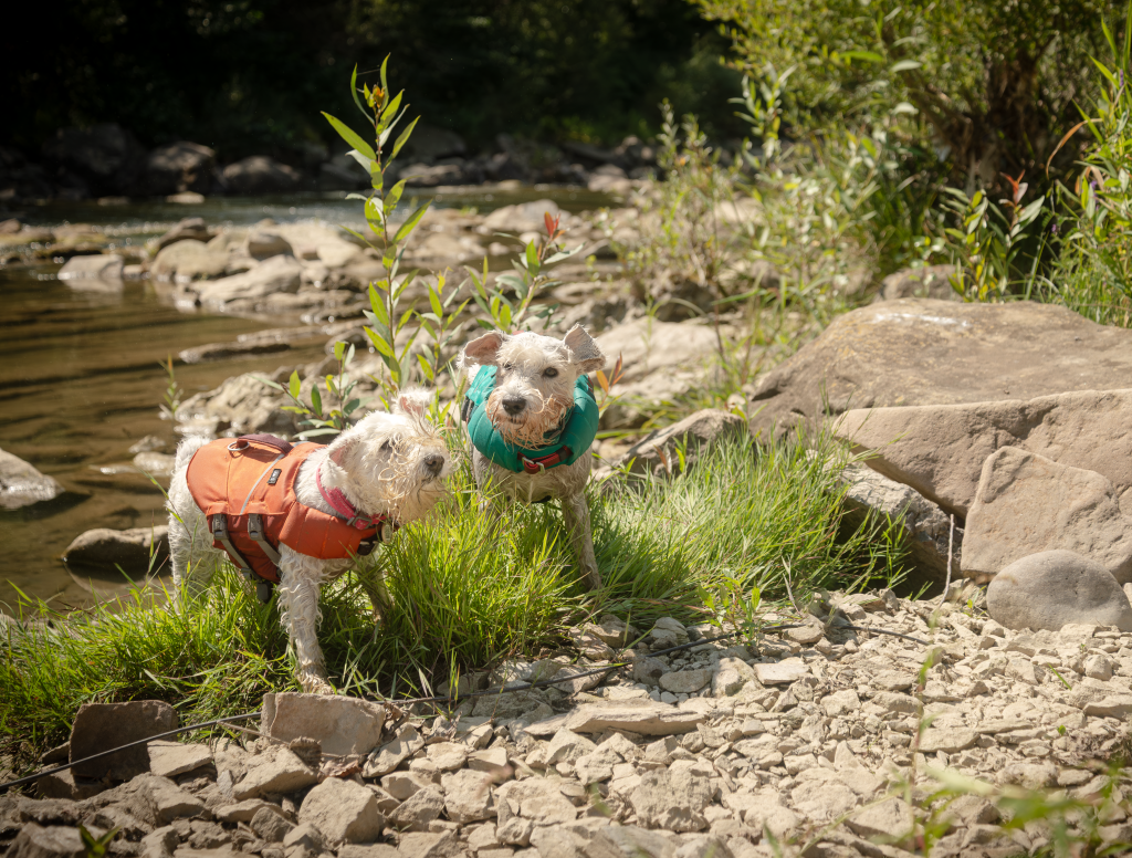 рятувальний жилет для собаки