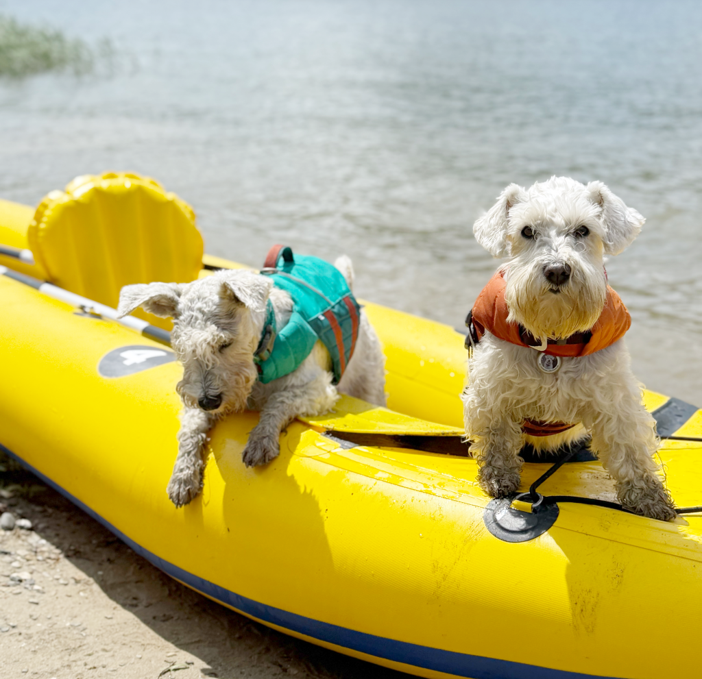 Hurtta для цвергшнауцера