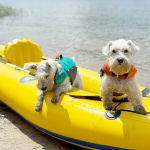 Hurtta для цвергшнауцера