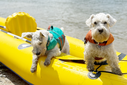 Hurtta для цвергшнауцера