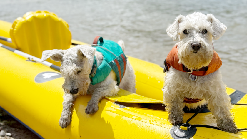 Hurtta для цвергшнауцера