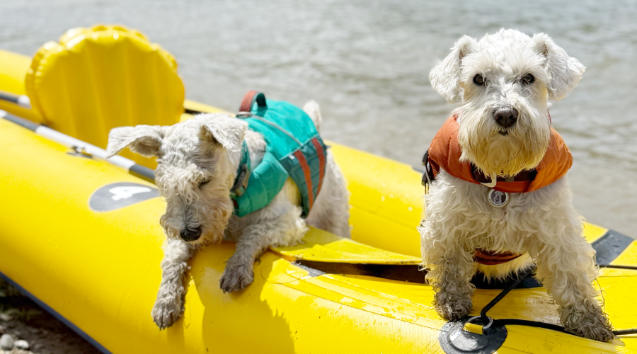 Hurtta для цвергшнауцера