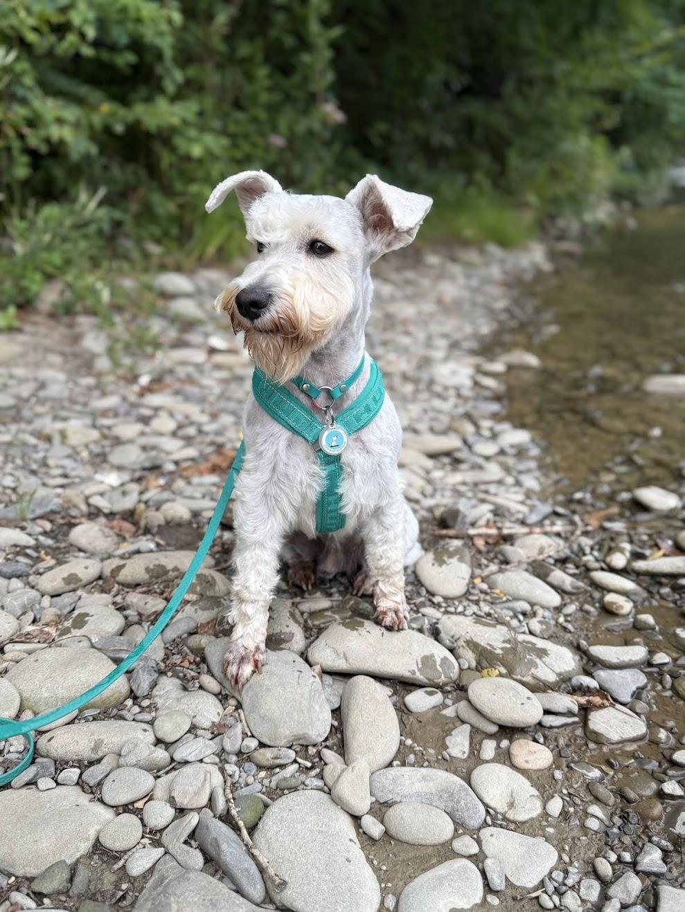 Анатомічна шлейка для цвергшнауцера Hurtta Casual Y-harness