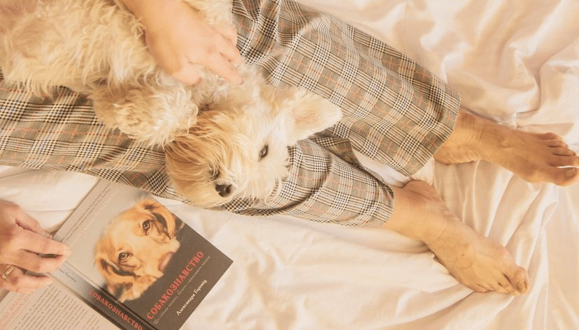 Собакознавство: що бачать і відчувають собаки