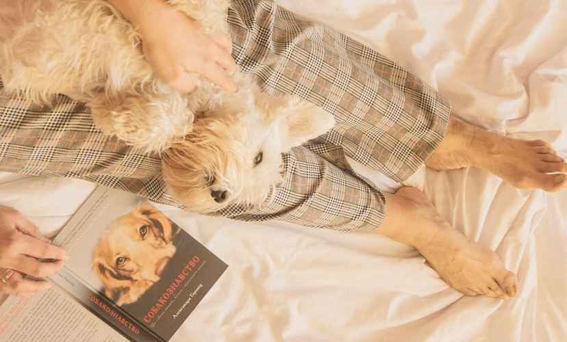 Собакознавство: що бачать і відчувають собаки