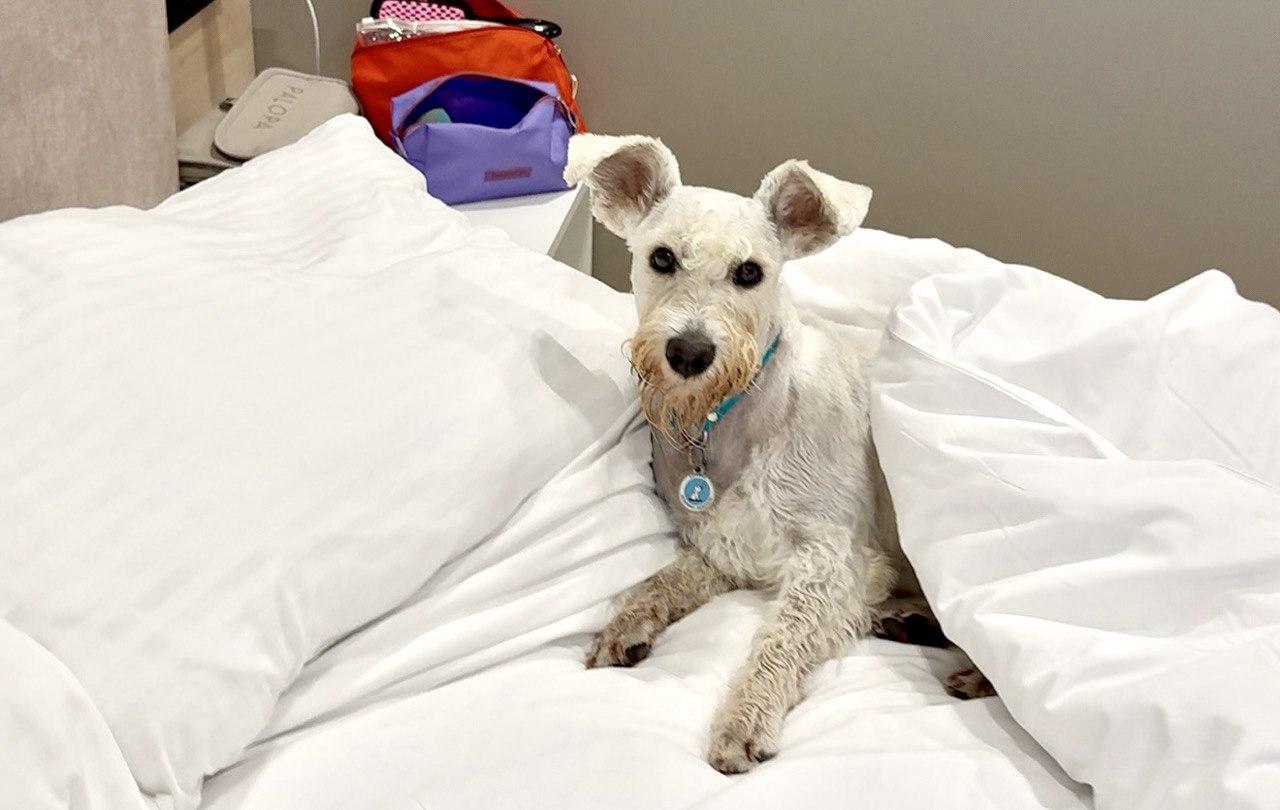 в готелі з собакою