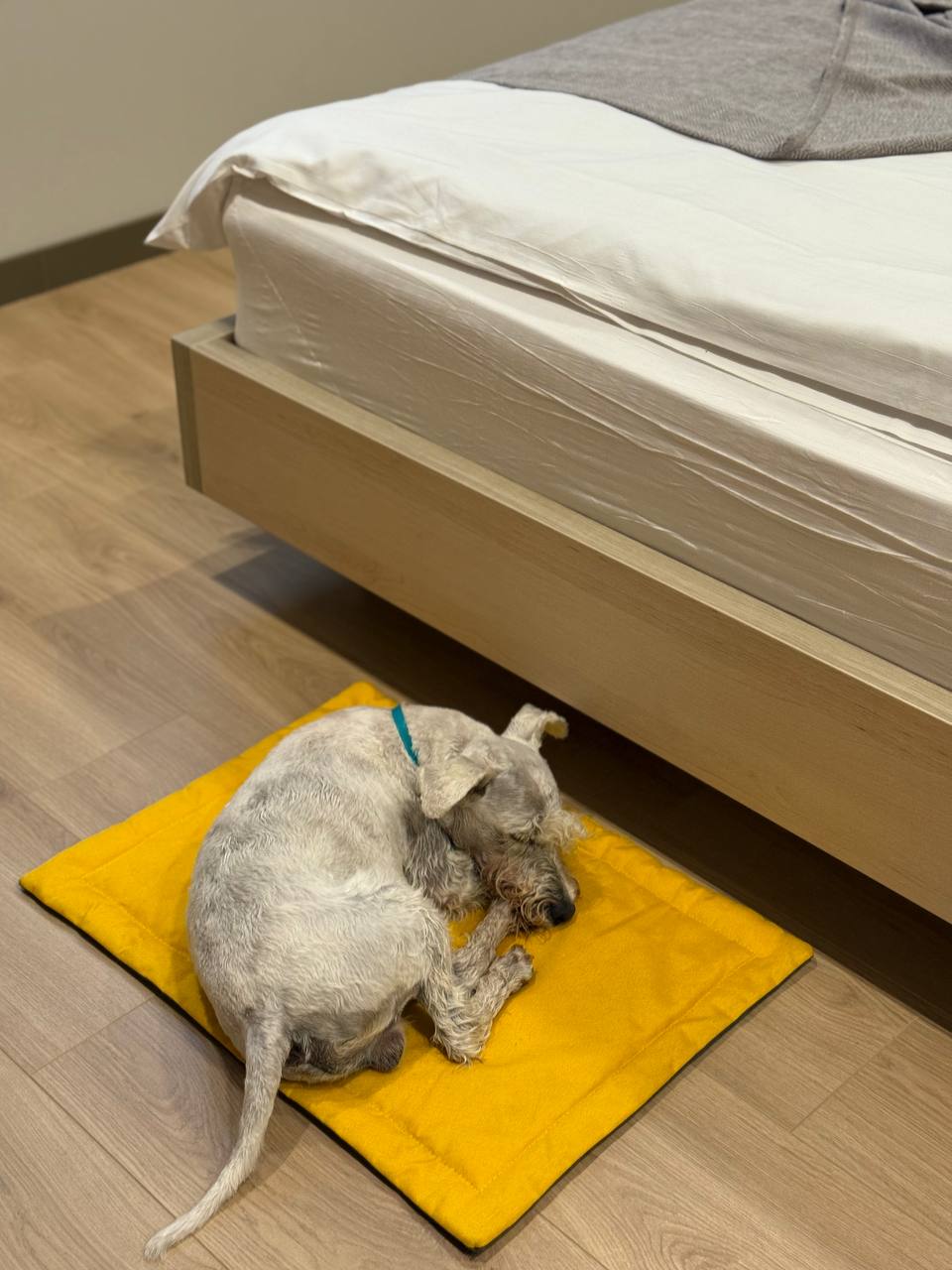 в готелі з собакою