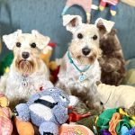 іграшки для цвергшнауцера