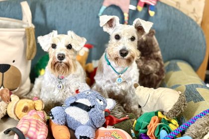 іграшки для цвергшнауцера