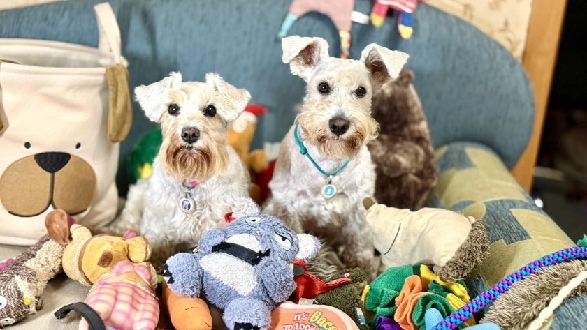 іграшки для цвергшнауцера