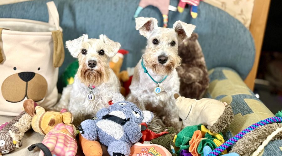 іграшки для цвергшнауцера