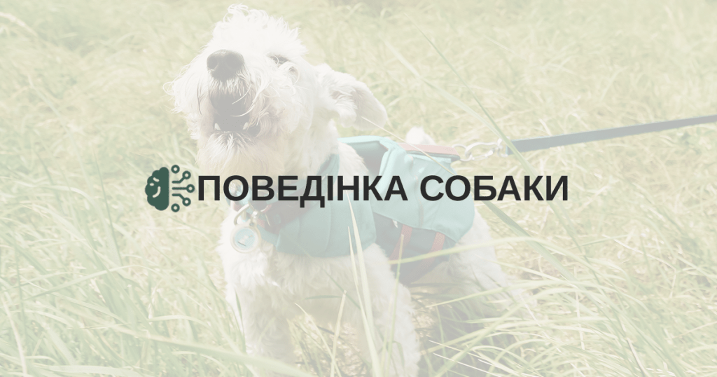 Поведінка собаки