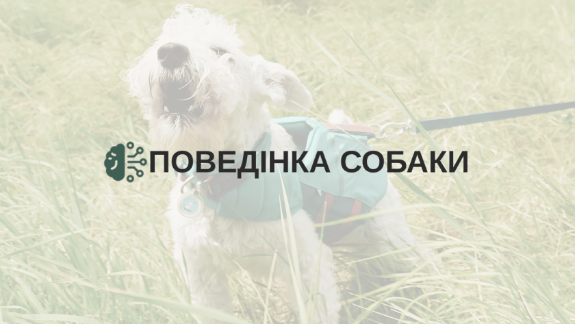 Поведінка собаки