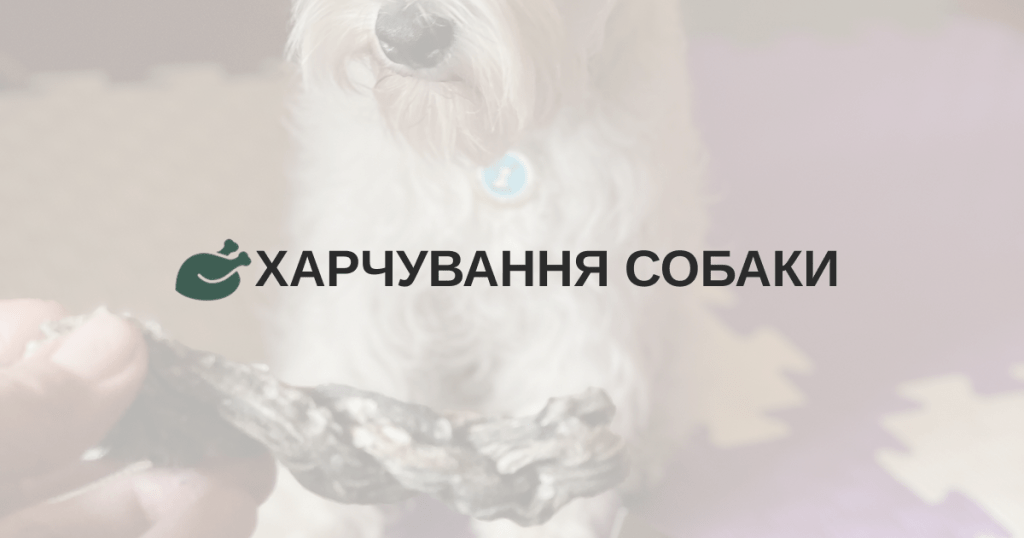 Харчування собаки