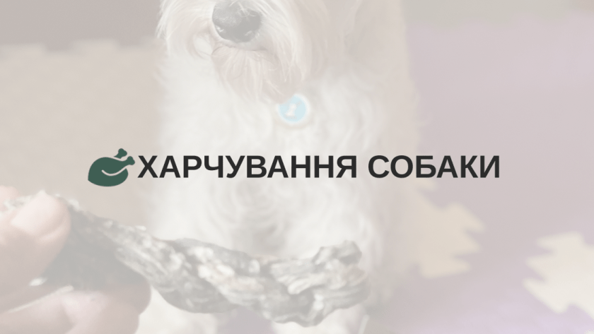 Харчування собаки