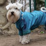 Ментальне навантаження для собак