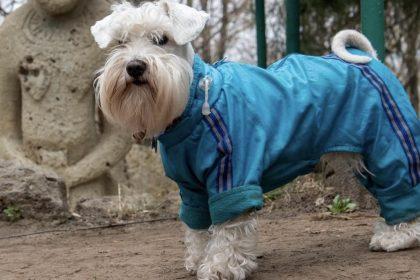 Ментальне навантаження для собак